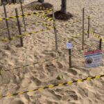 Paulista identifica mais três ninhos de tartarugas marinhas na orla do município