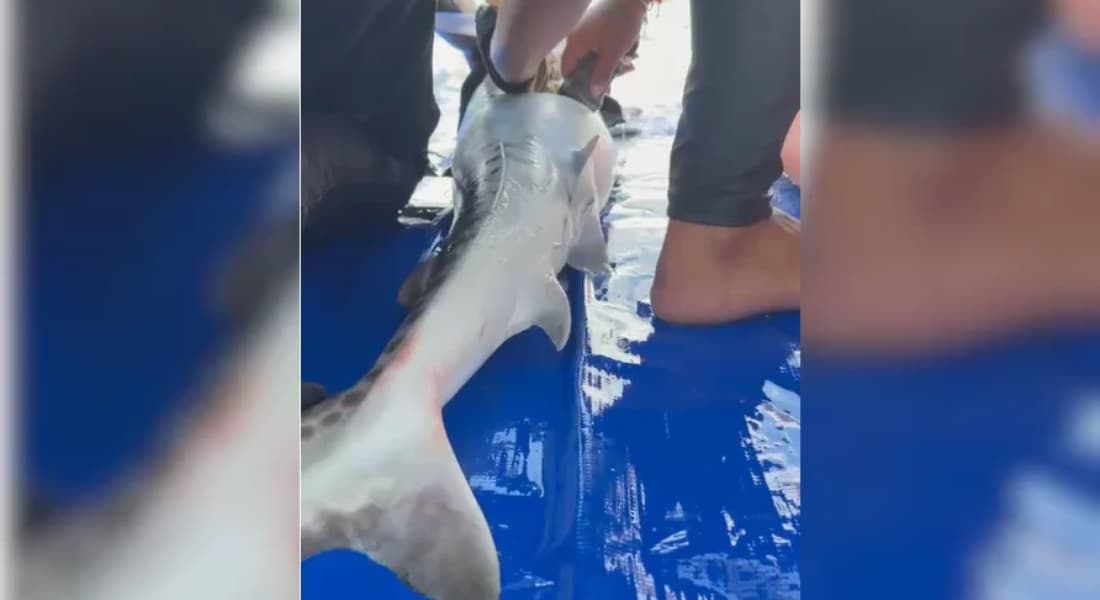 Tubarão-tigre é capturado durante monitoramento no litoral do Grande Recife