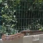 Jiboia de cerca de dois metros é encontrada em estacionamento de condomínio no Recife